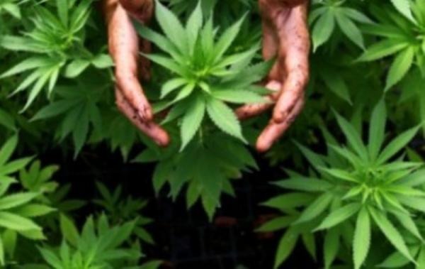 imagen 1 de Cultura || Autorizan uso de marihuana medicinal en México para niña con epilepsia