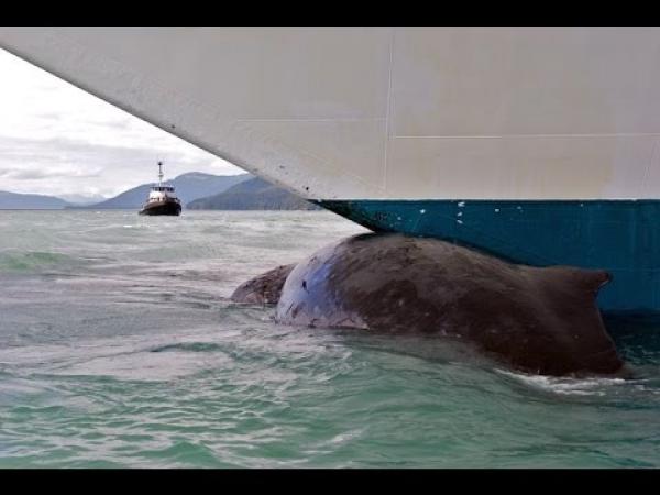 Marinero se lanza al mar para rescatar a ballena atrapada