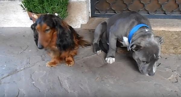 Video Reacción De Perro Regañado Se Vuelve Viral El Sol De Nayarit
