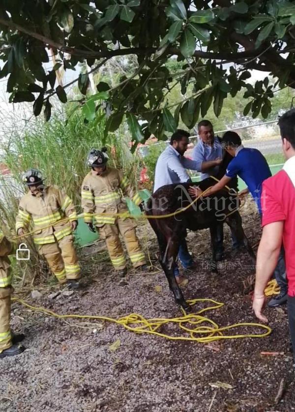 Rescatan con éxito a potrillo en Blvd. Tepic-Xalisco - El Sol de Nayarit